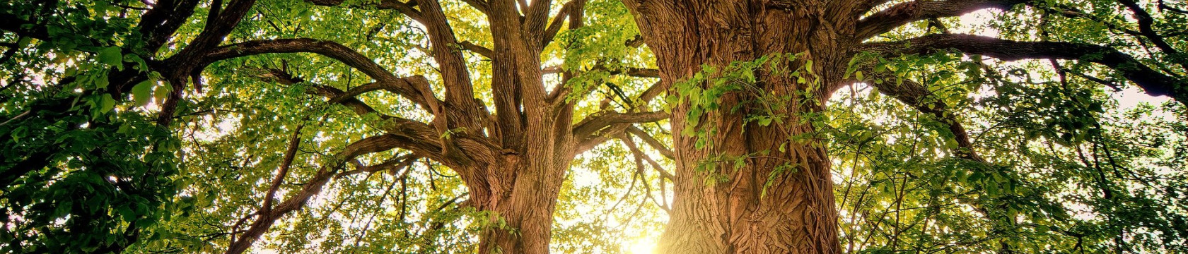 arbre, nature, bois, coucher de soleil