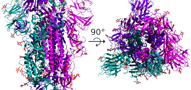 Représentation tridimensionnelle de l’organisation en trimère de la protéine Spike du virus SARS-Cov-2