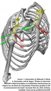 Schématisation et modèle cinématique de l'épaule droite, de la cage thoracique et du bras