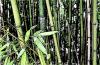 Constructions végétales : ça tient le bambou ?