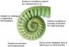 La spirale du biomimétisme