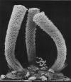Trois spécimens d’éponge Euplectella aspergillum