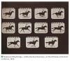 Eadweard Muybridge, « Sallie Gardner Running », in The Attitudes of Animals in Motion, 1878